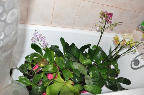 Горячий душ для орхидеи 