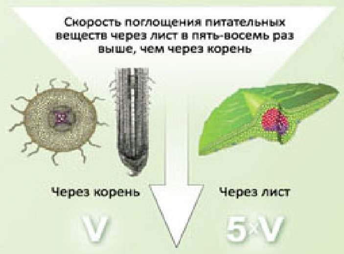 Листовая подкормка Листовая подкормка
