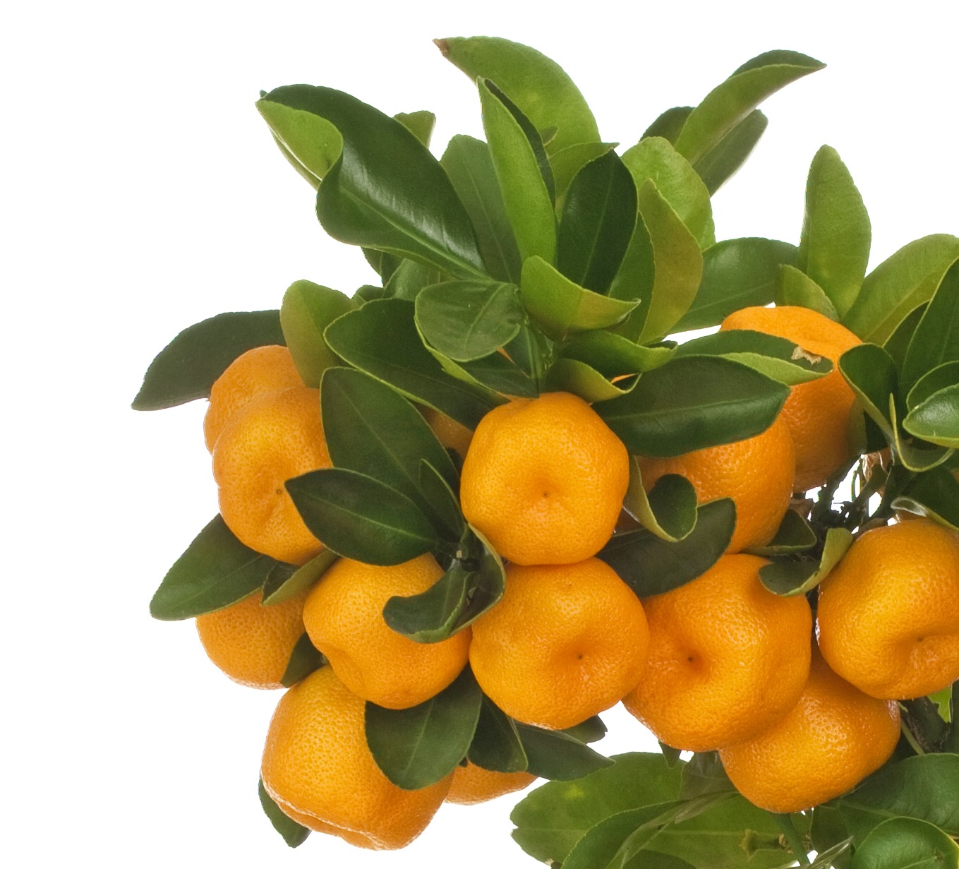 Удобрение для цитрусовых Удобрение для цитрусовых