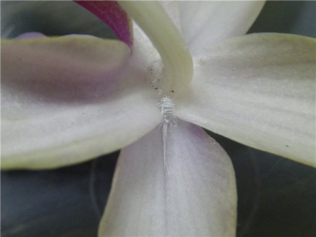 Мучнистый червец. Цветок орхидеи